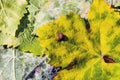 A dangerous disease of grape Mildew Ã¢â¬â downy mildew lat. Of plasmopara viticola